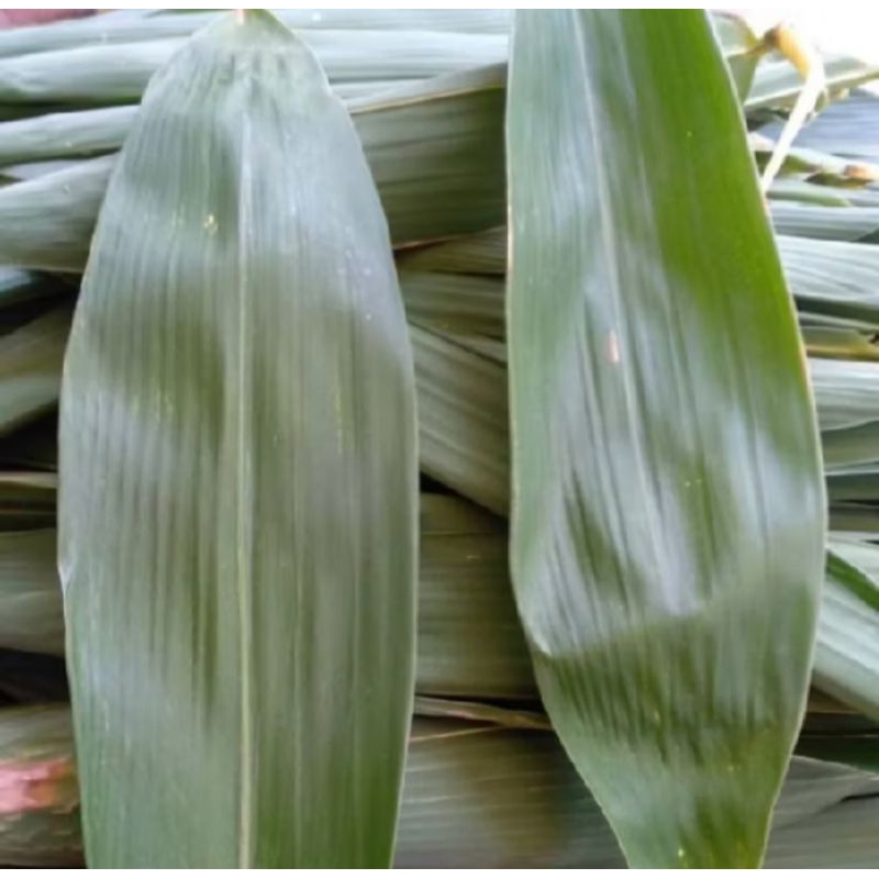 

promo daun bambu jumbo buat bungkus bacang bakcang kemasan 500gram isi banyak