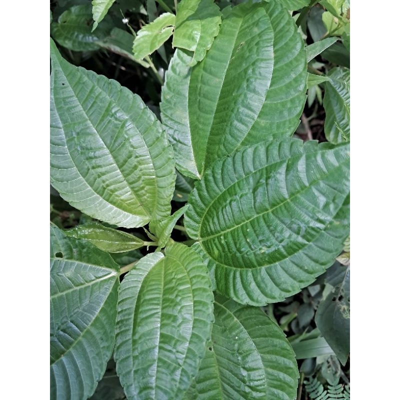 

jual daun pohpohan daun herbal alami