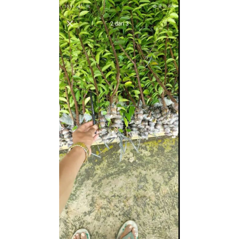 cangkok bahan Bonsai Anting putri