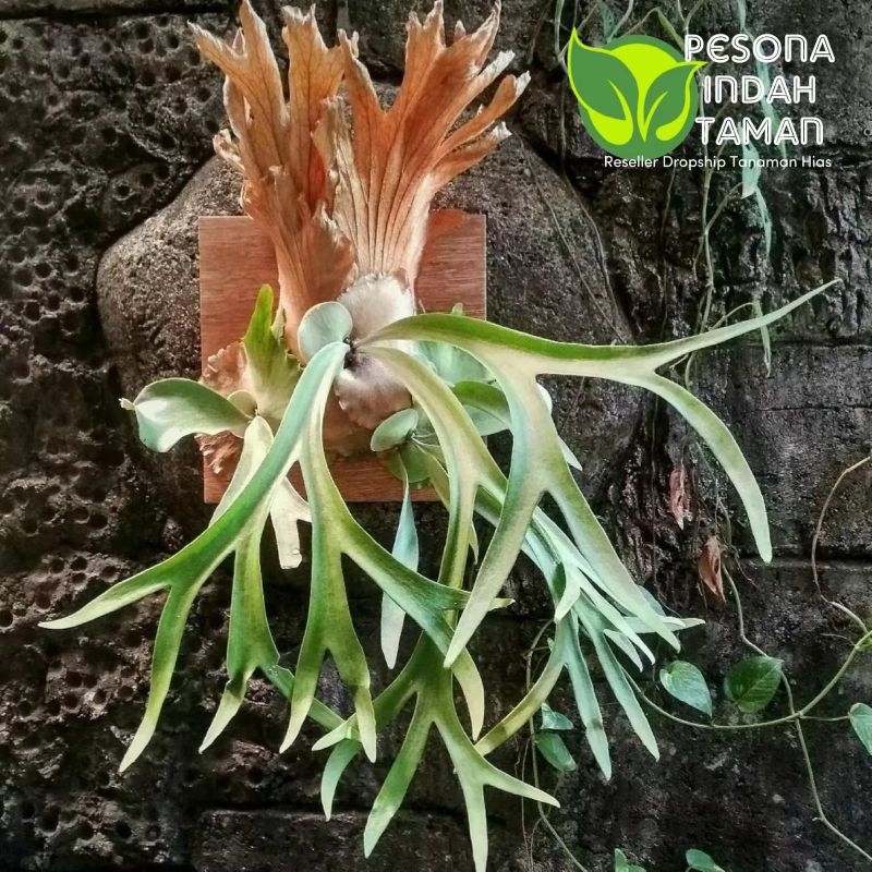 Tanaman hias kadaka tanduk rusa - kadaka tanduk rusa - Kadaka tempel