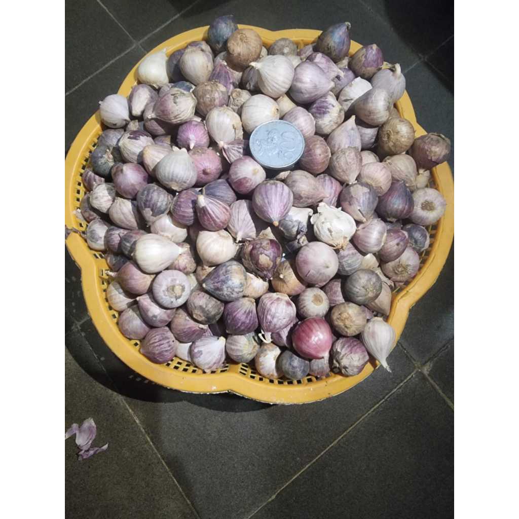 

BAWANG PUTIH TUNGGAL / BAWANG PUTIH LANANG SEDANG