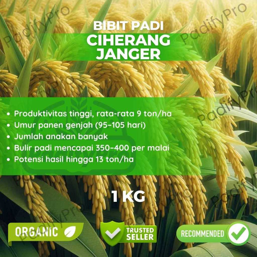 

Bibit Padi Ciherang Janger Unggul Cepat Panen Tahan Hama Tekstur Pulen Kemasan 1kg
