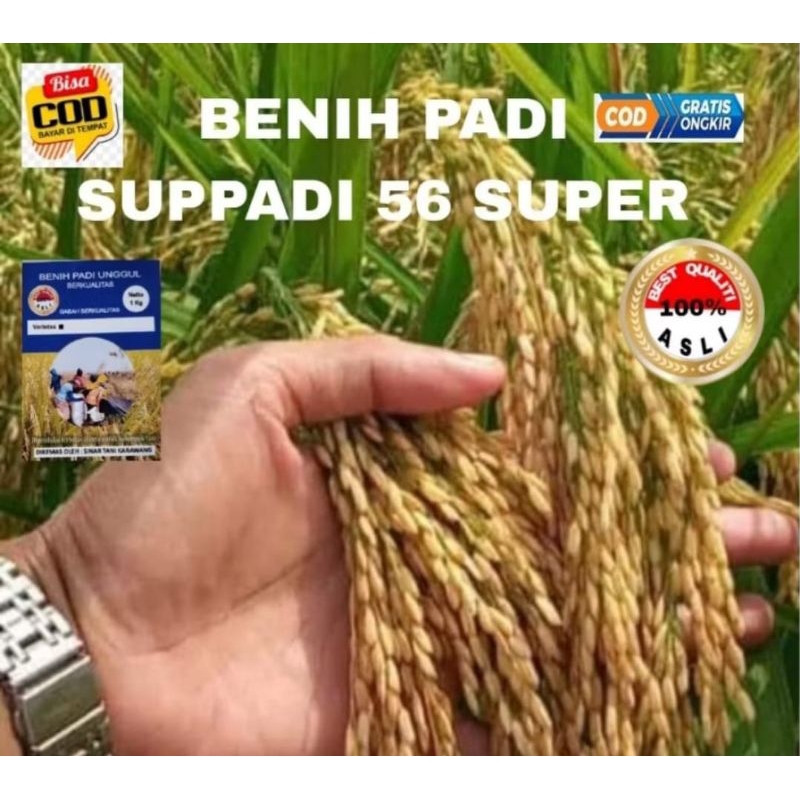 BENIH PADI  SUPPADI 56 SUPER KEMASAN 1KG
