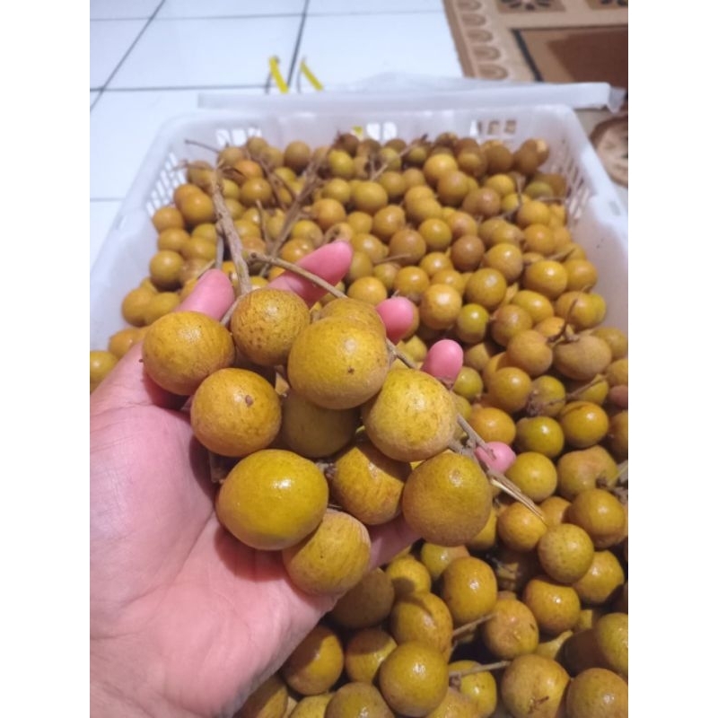 

Lengkeng Bangkok 500gr – Manis & Segar, Langka & Susah Dicari!