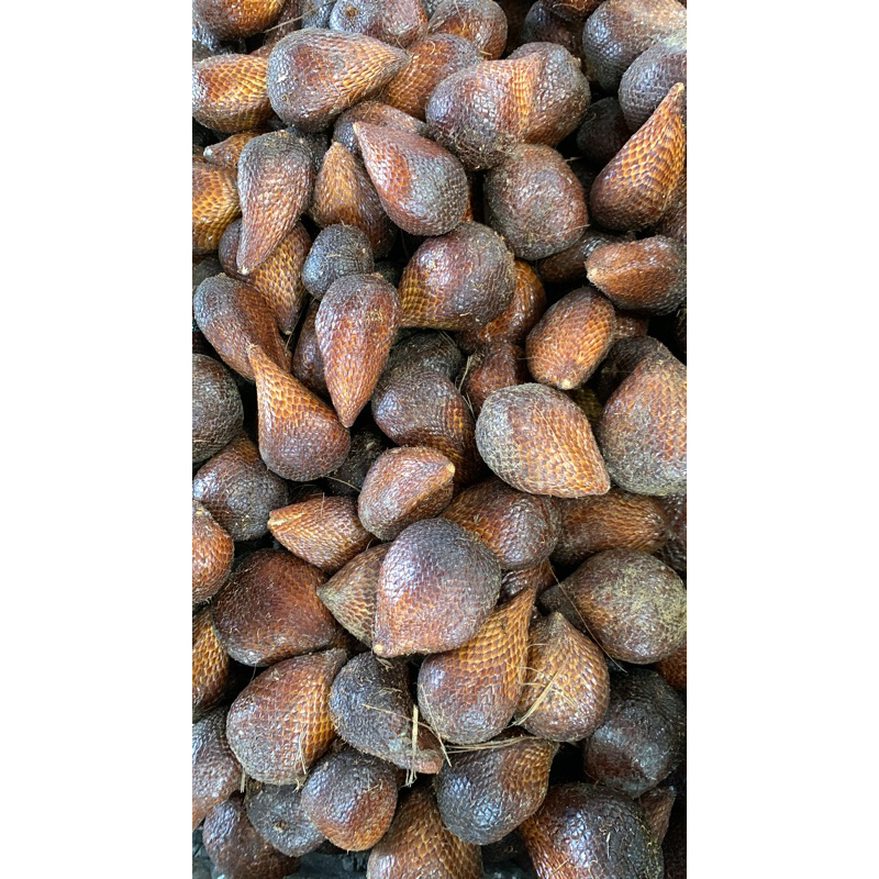 

SALAK PONDOH