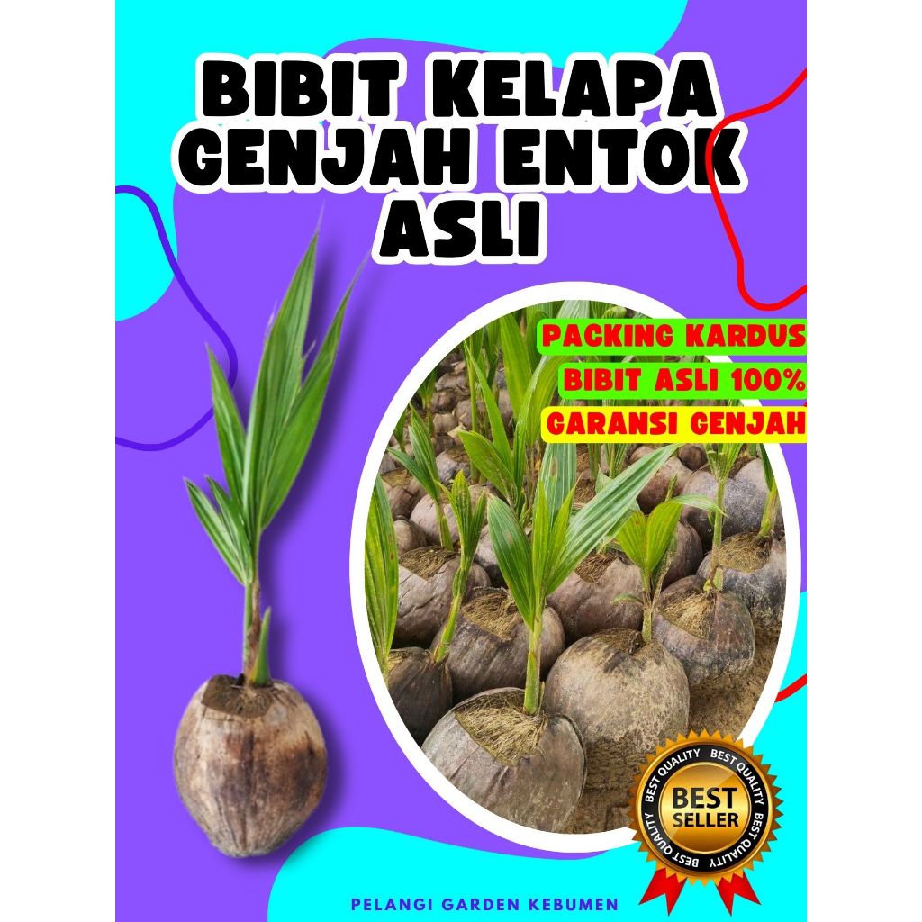 BIBIT PREMIUM.. Pohon Buah Kelapa Hibrida Pendek, Pohon Buah Kelapa Ijo, Pohon Buah Kelapa Ijo Asli