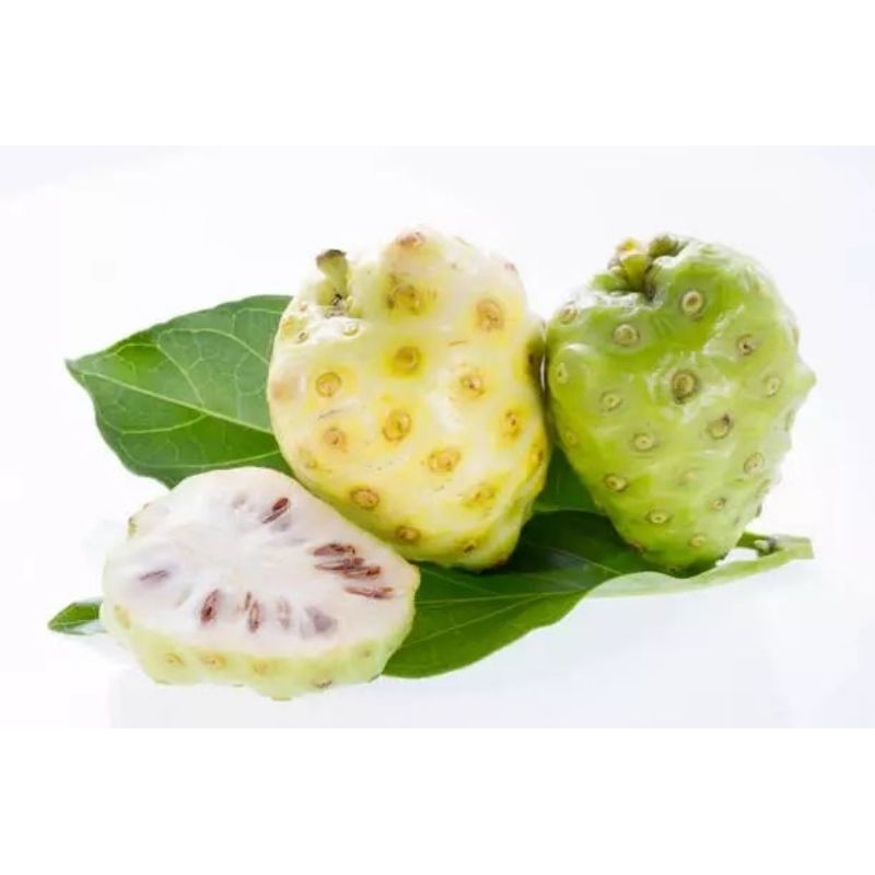 

Buah Mengkudu Segar | obat herbal netto 500gr