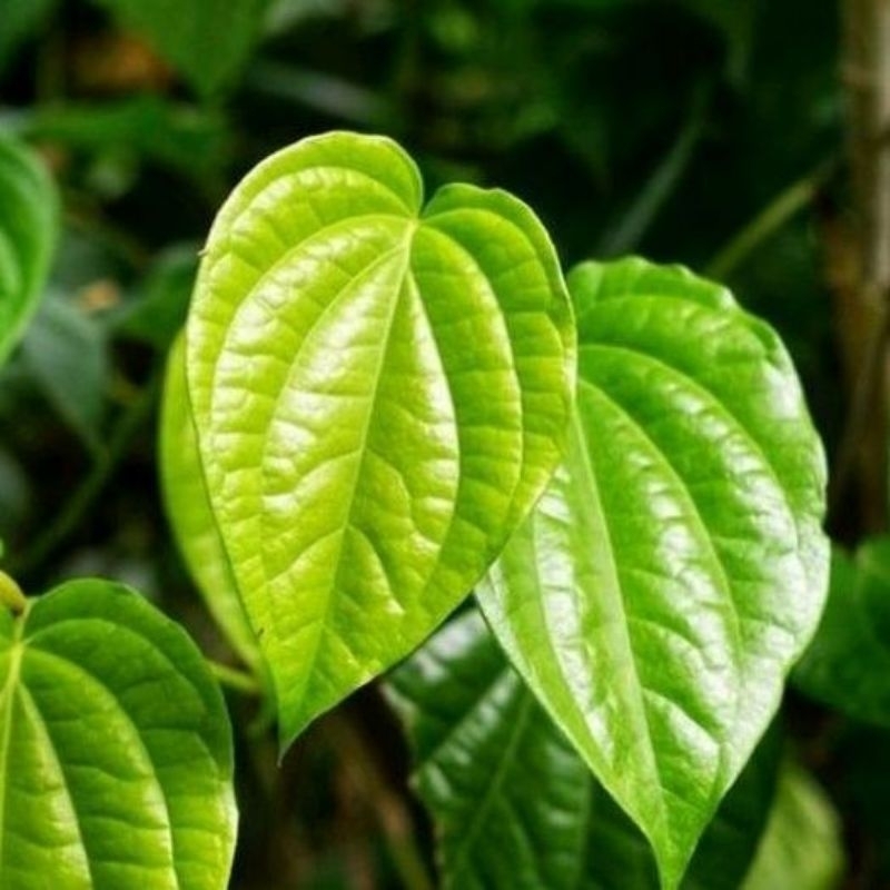 

Seduhan daun sirih segar 100 Lembar - Sirih Hijau Fress Langsung Petik Untuk Perawatan Kecantikan dan Kebersihan Wanita Feminine