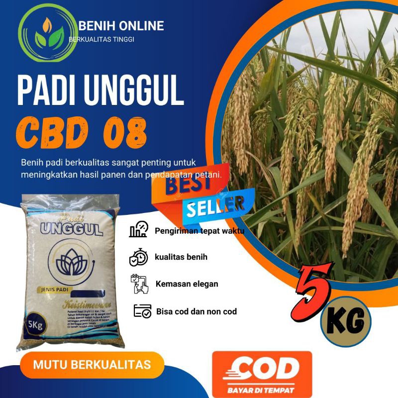 BENIH PADI UNGGUL CBD 08 KEMASAN 5KG