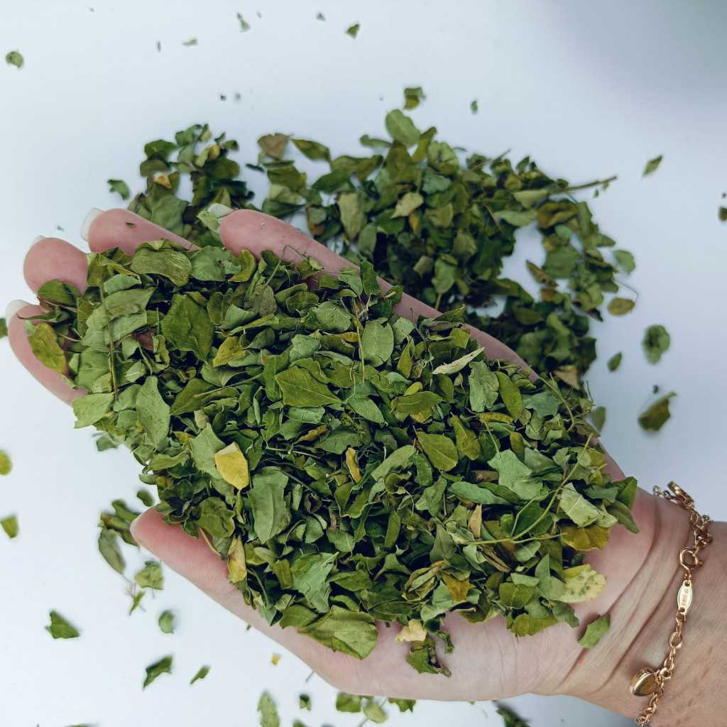 

DAUN KELOR KERING - MURNI 100%