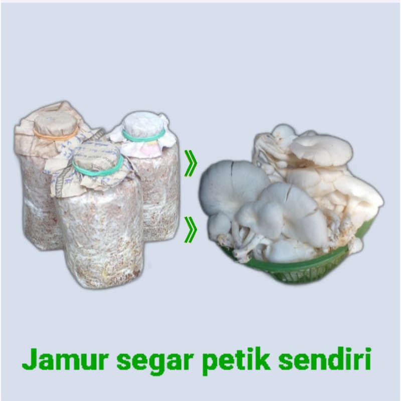 

Jamur Tiram Segar Petik Sendiri / Baglog Mini Siap Panen, Sayur Segar