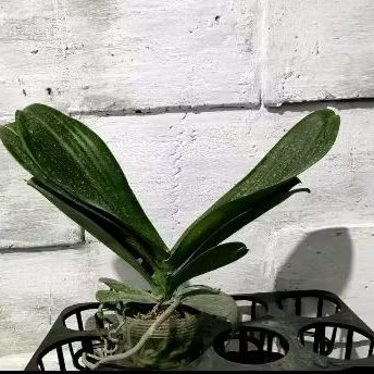 bunganya ungu/putih/merah - anggrek bulan afkiran // anggrek yang sudah abiss berbunga