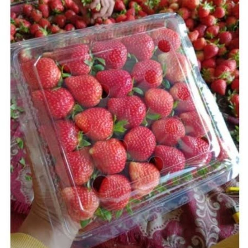 

Buah Strawberry Stroberi Kiloan 1kg Fresh Segar Promo Termurah Hemat Harga Terjangkau