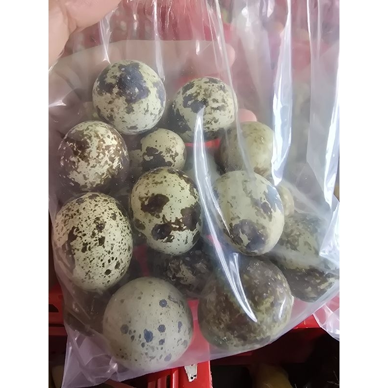 

Telur Puyuh