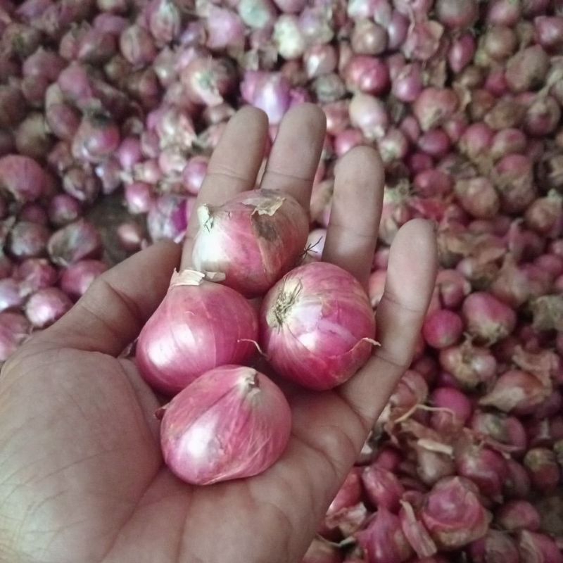 

bawang merah/brambang kualitas/bawang merah pilihan/Brambang/Brambang kering/brambang Brebes/bawang merah brebes