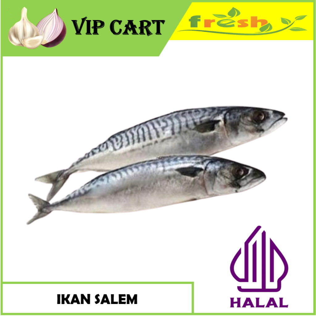 

IKAN SALEM SEGAR
