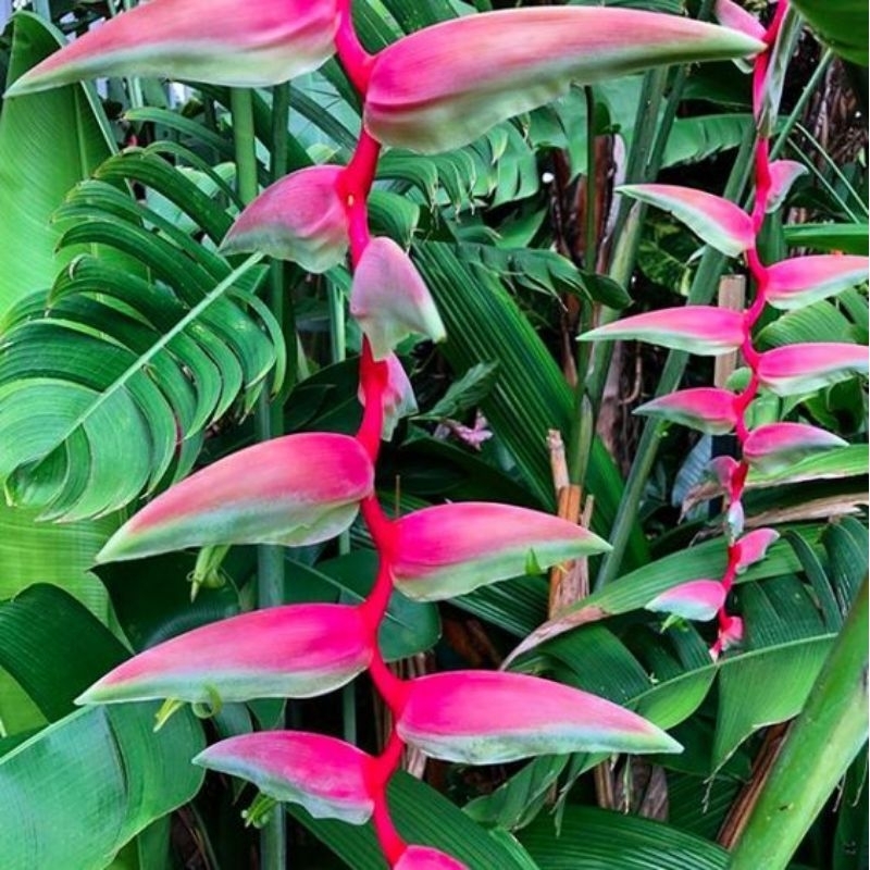 Tanaman Hias Heliconia Chartacea 'Sexy Pink' (Bunga Pink)
