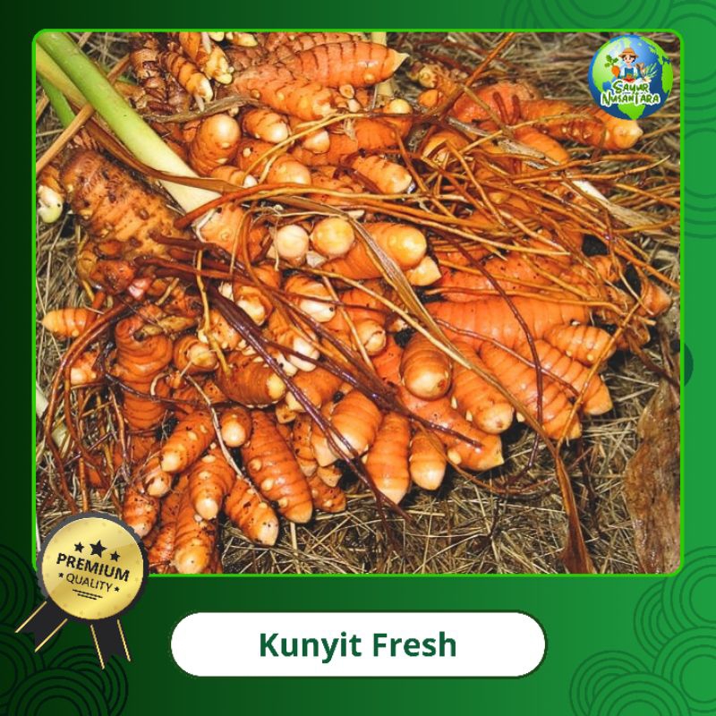 

Kunyit segar untuk memasak [250g/500g/1000g] Segar