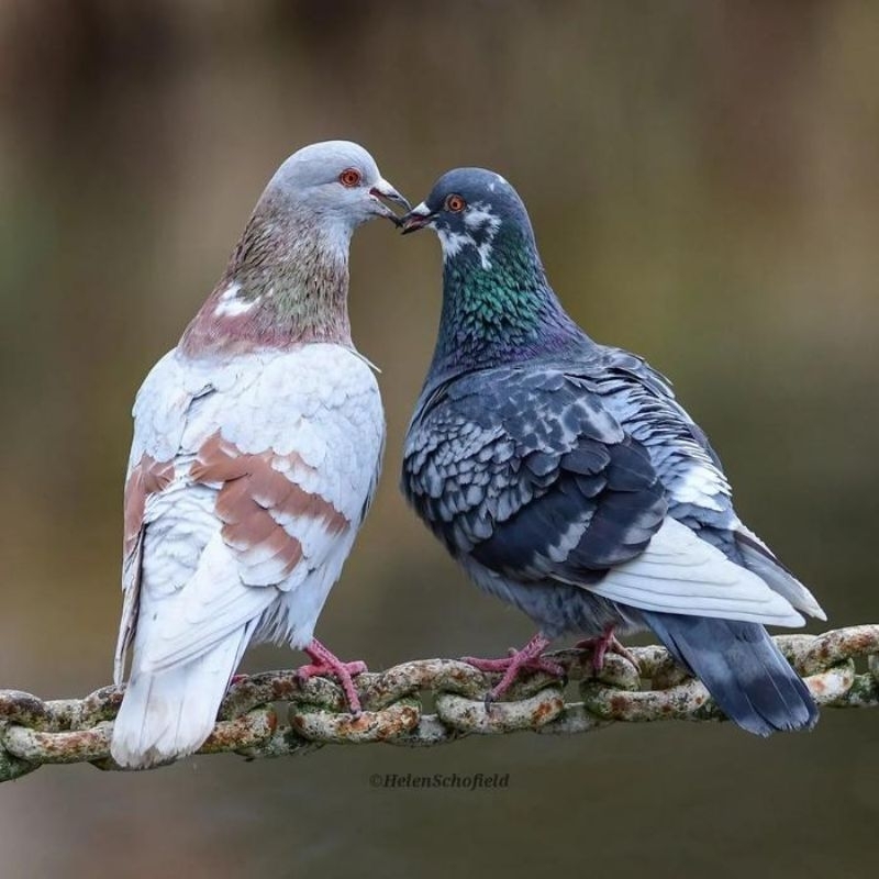 Merpati sepasang giring keket