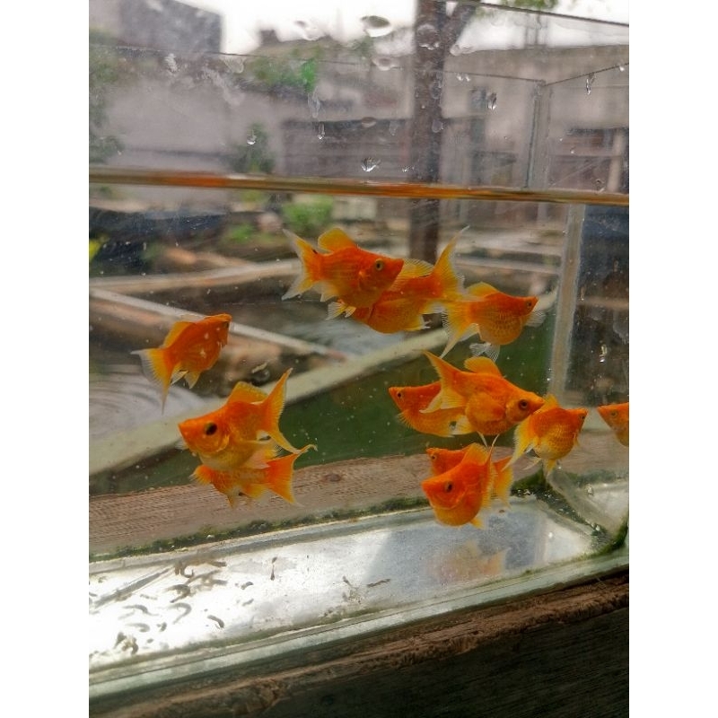 molly balon super gold lyretail