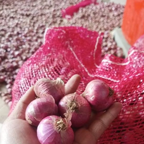 

Bawang Merah batu bali karet kualitas super 15kg