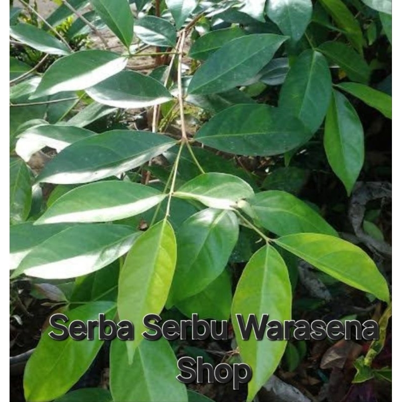 

Daun salam segar baru metik dari pohonya
