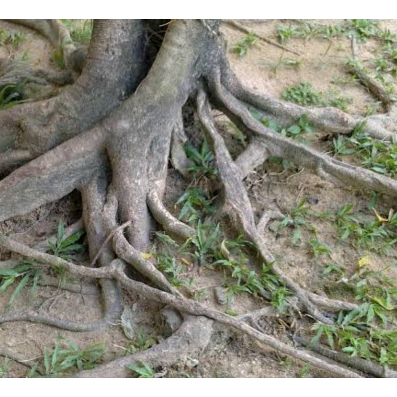 

Akar pohon rambutan segar akar rambutan 500 gram-az