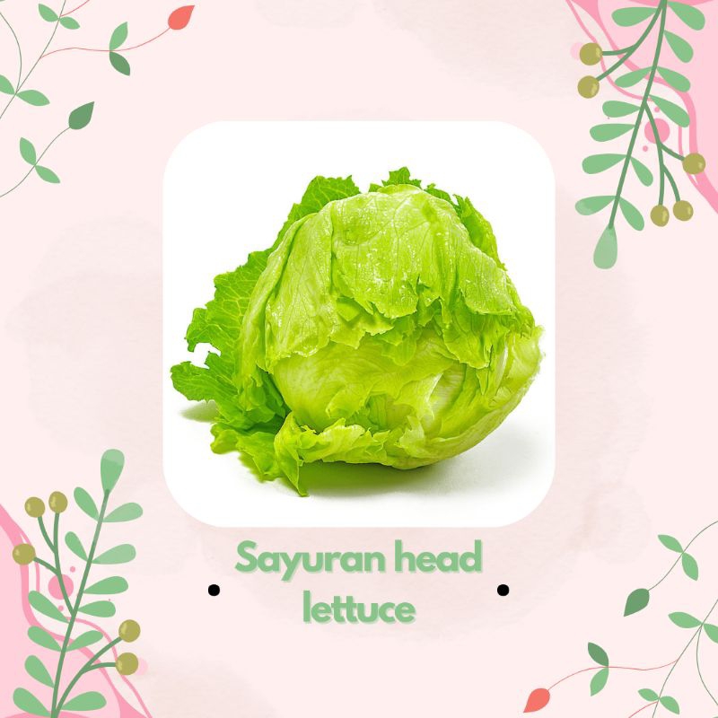 

HEAD LETTUCE SLADA 300gram dan 700 gram