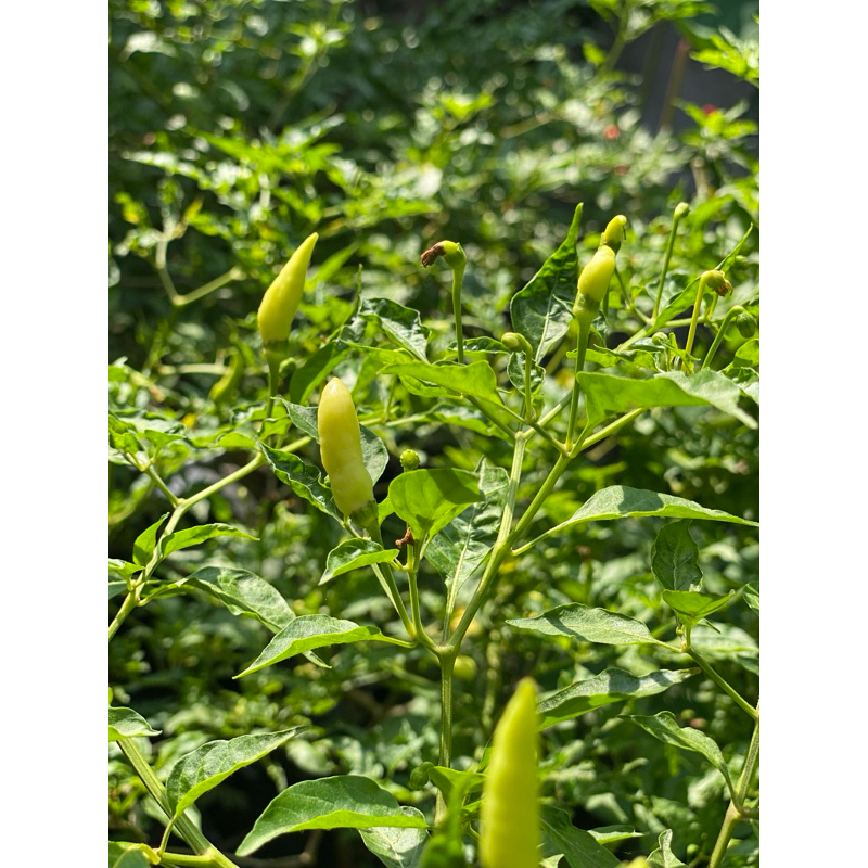 

Repack benih cabe oscar isi 25 biji