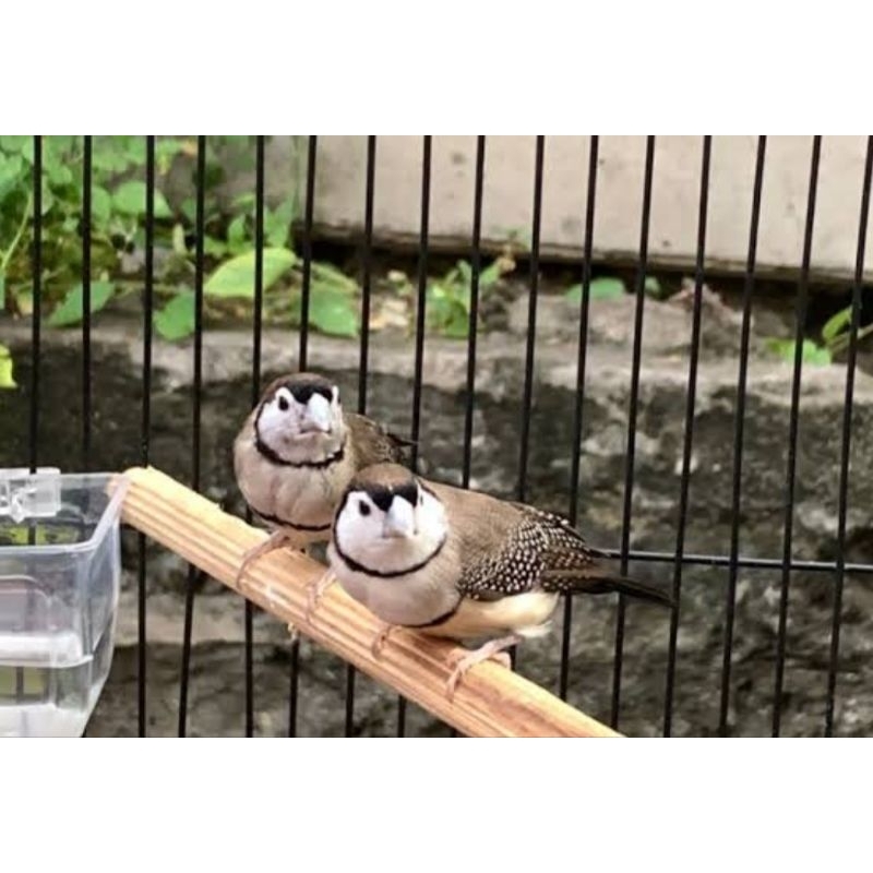 BURUNG OWL FINCH SEPASANG