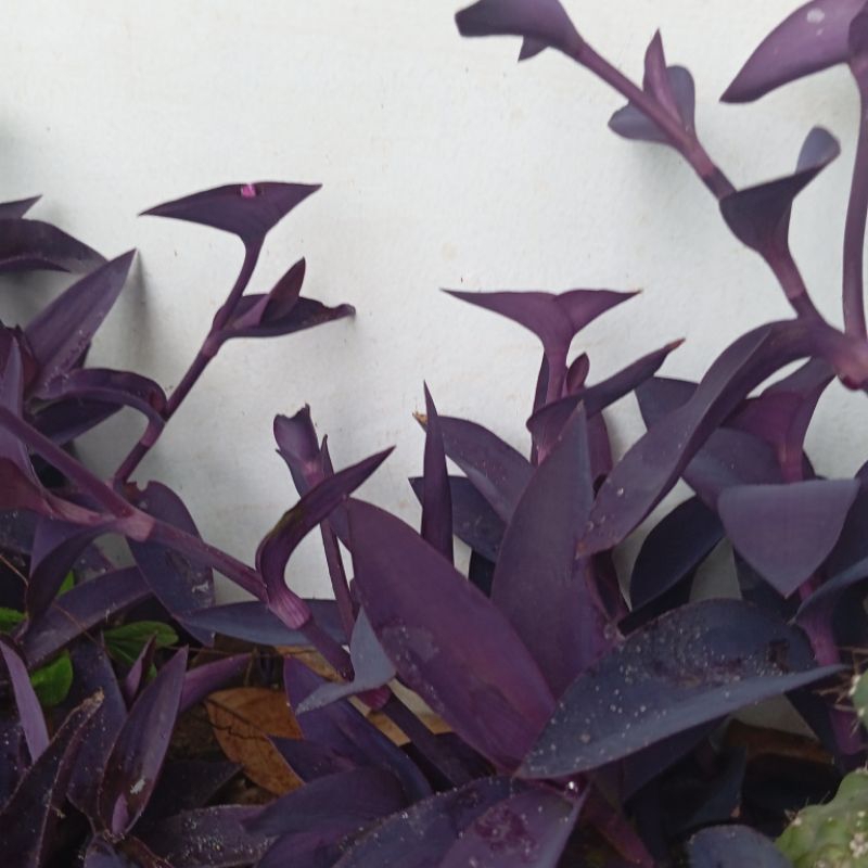 

Jual daun bunga adam hawa ungu segar 25 lembar