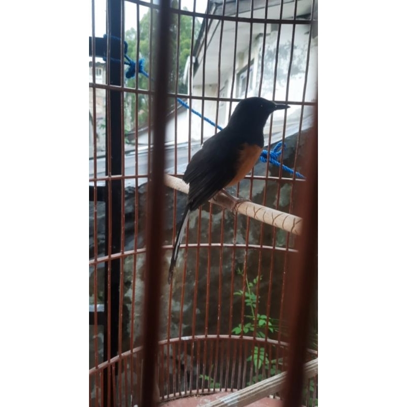 murai batu betina super