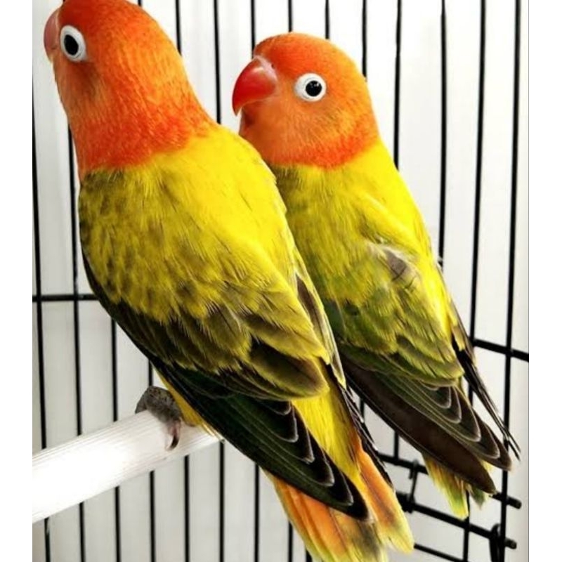 BURUNG LOVEBIRD BIOLA EUWING GREEN SEPASANG
