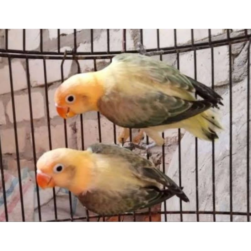 BURUNG LOVEBIRD PB BIOLA EUWING MOVE SEPASANG