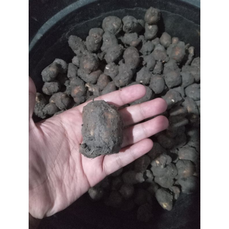 

kentang hitam super 1kilo