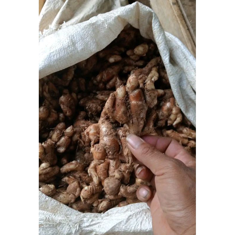 

CIKUR KENCUR KEMASAN 10 KG