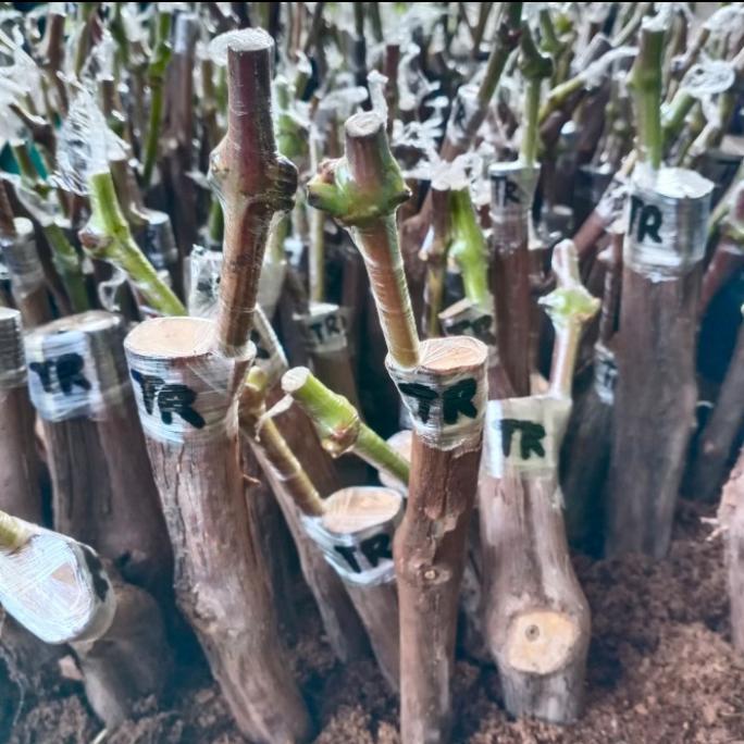Bibit Anggur Import Siap Semai Batang Besar COD