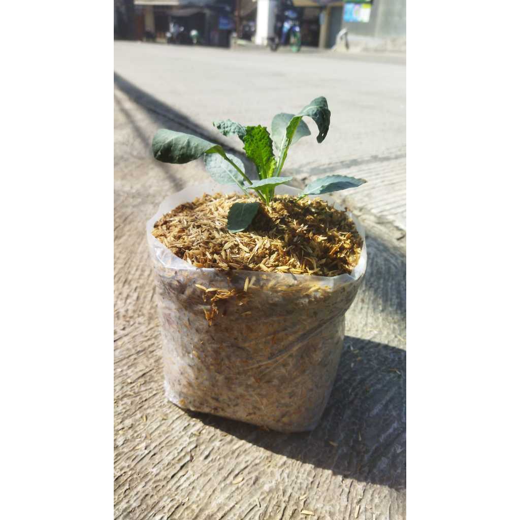 Bibit Tanaman Kale Nero Dalam Polybag