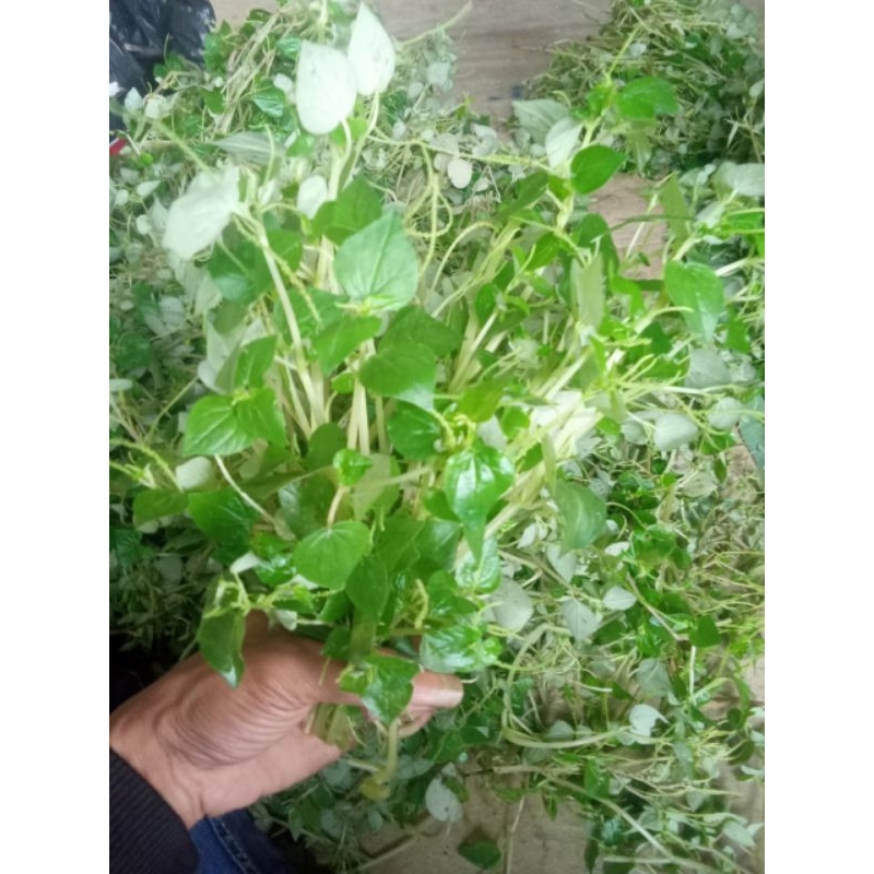 

Daun sirih cina segar 1kg