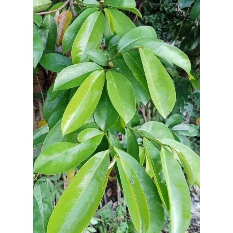 

Daun sirsak segar 300 lembar