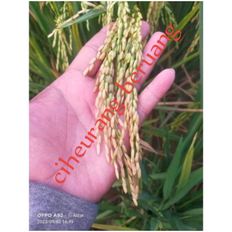 benih padi ciherang beruang (5kg)
