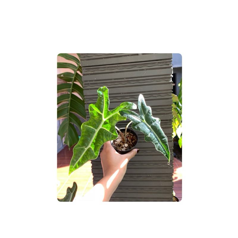 Alocasia Sanderiana Nobilis / Alokasia Nobilis / Alokasia sanderiana Nobilis