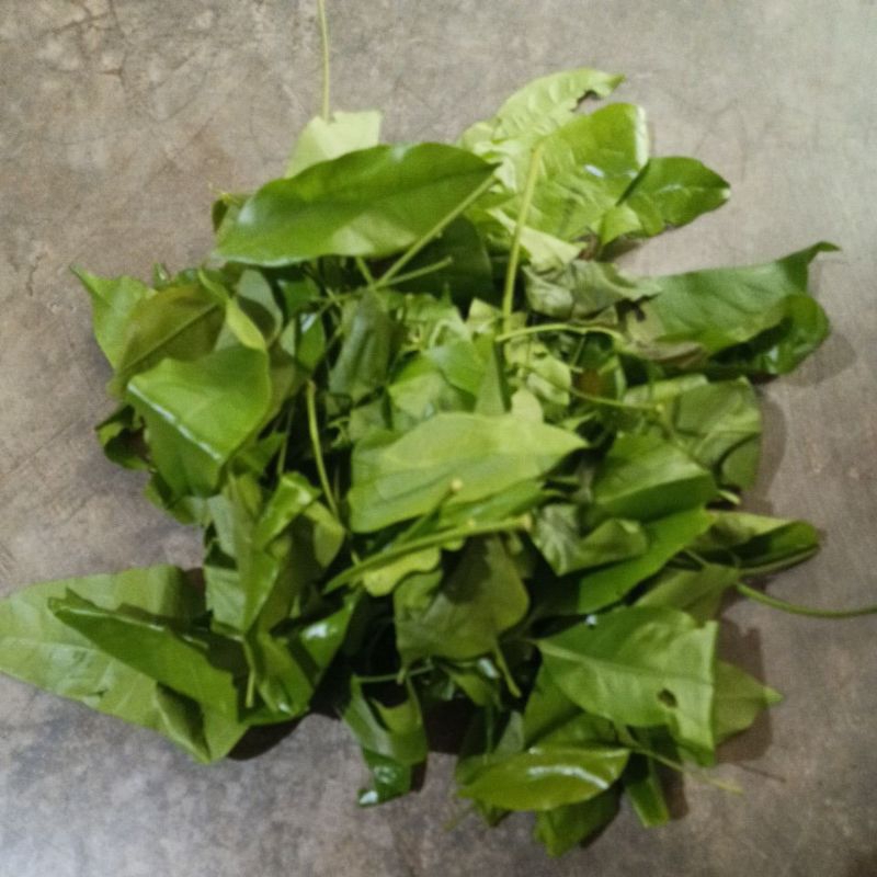 

daun melinjo ( SO )