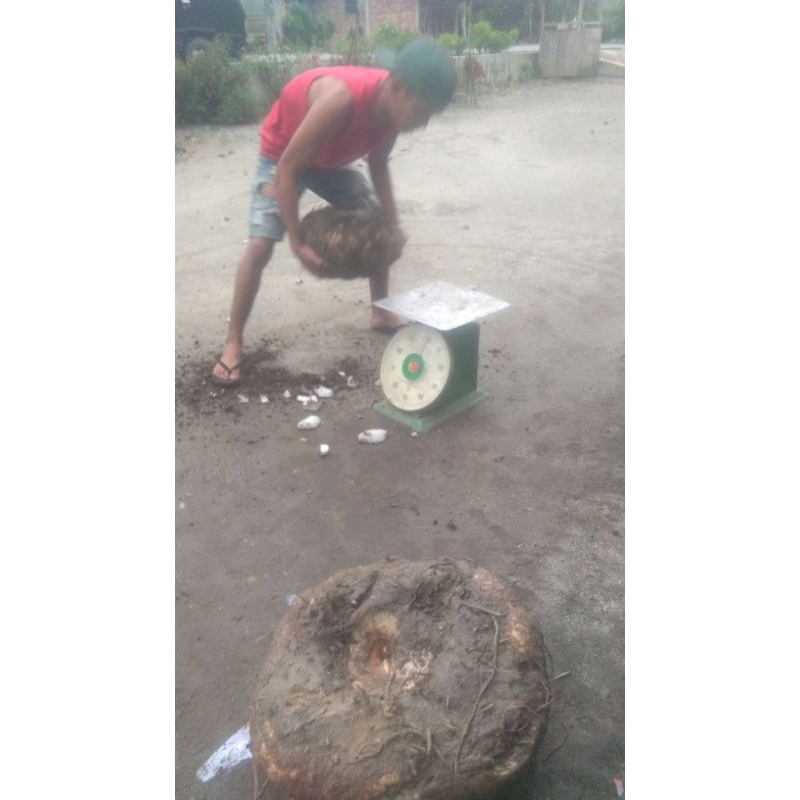 

iles iles putih 1kg segar