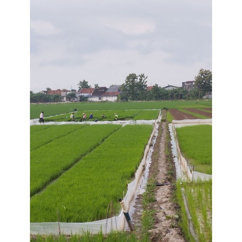 jual bibit padi siap tanam 200grm