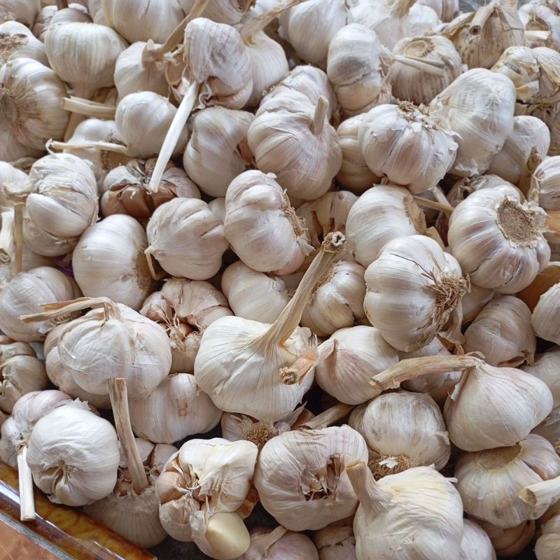 

BAWANG PUTIH SINCO JUMBO MURAH