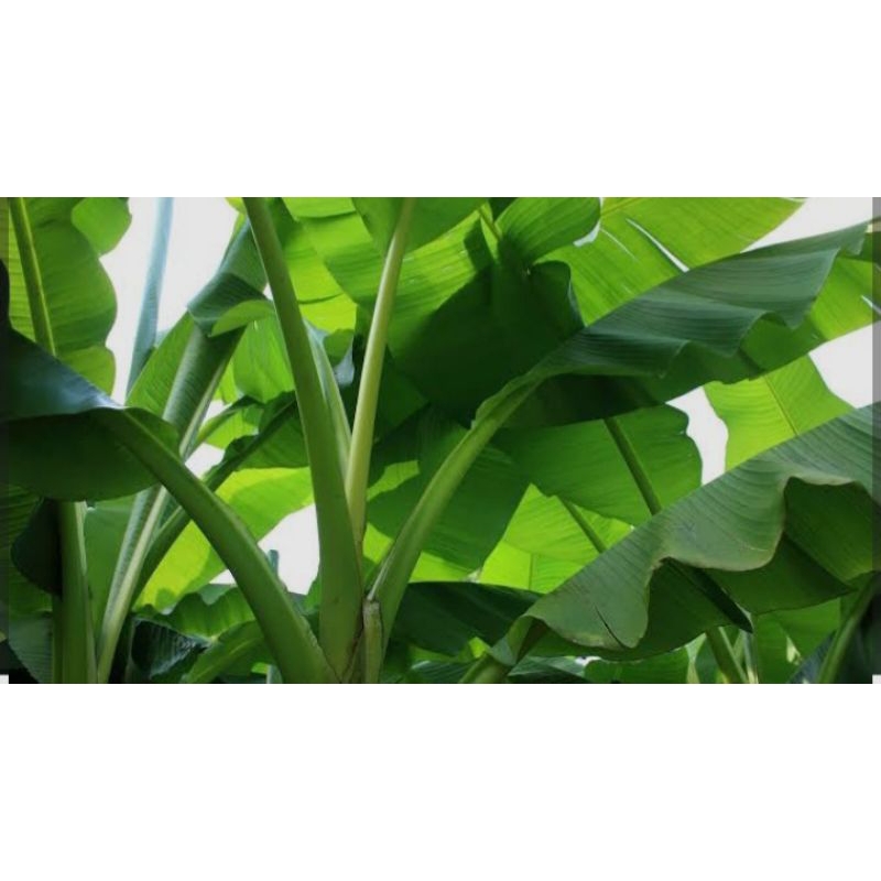 

Daun Pisang mangala,Masih Freas,1kg