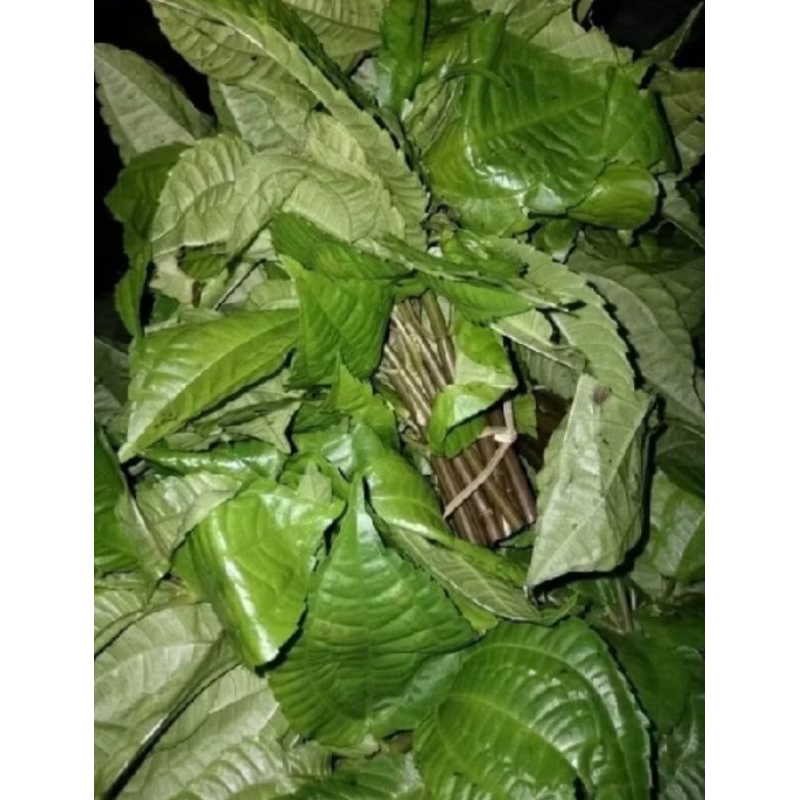 

Daun poh pohan,segar alami,per 1ikat 300gram