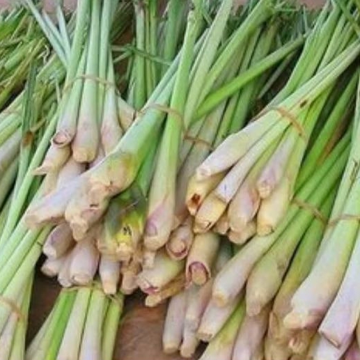 

Sereh / Serai 250 gram