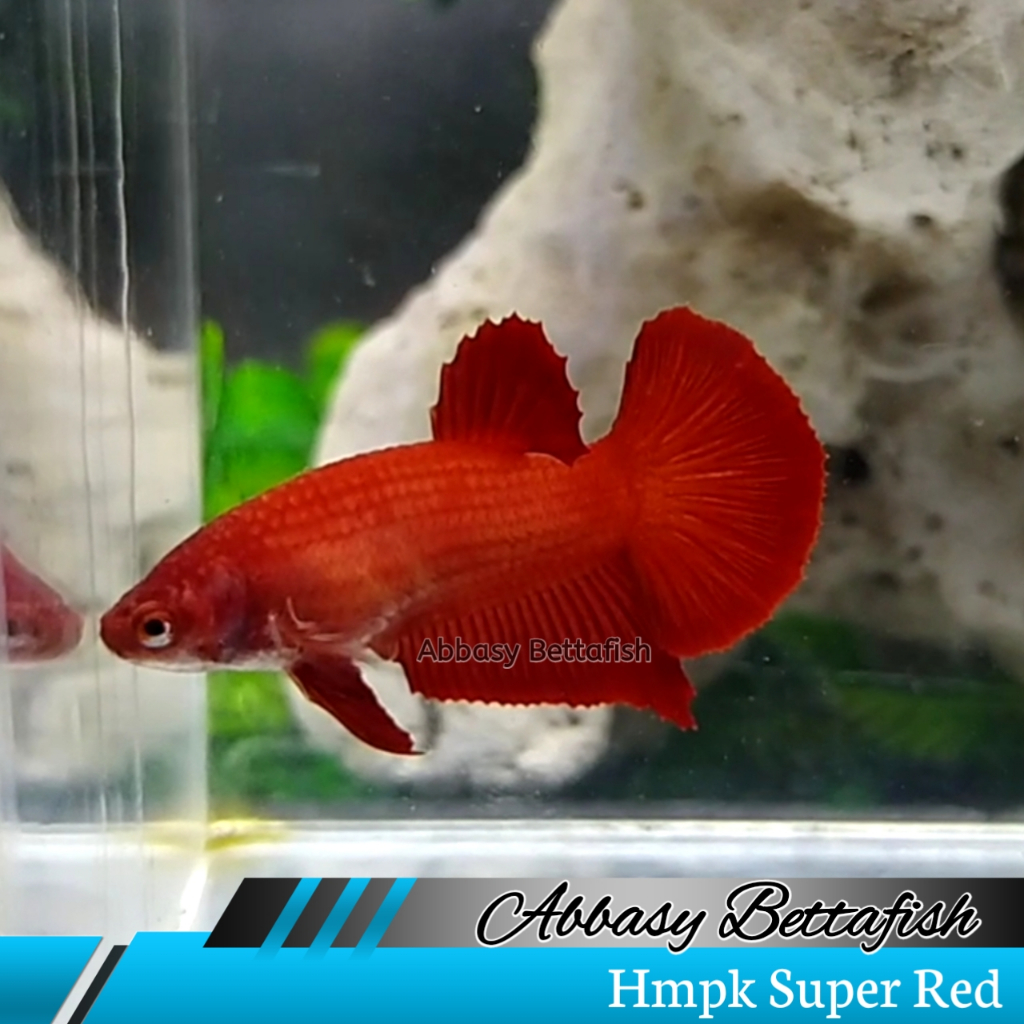 Hmpk Super Red Betina Female Real Picture